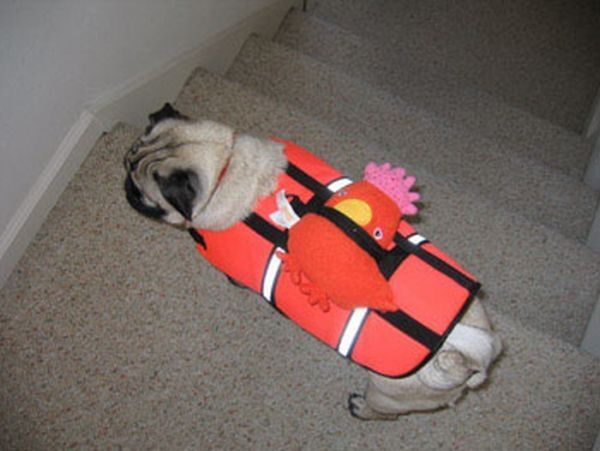 pug in life jacket