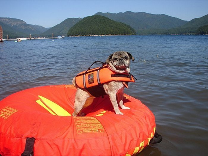 pug in life jacket