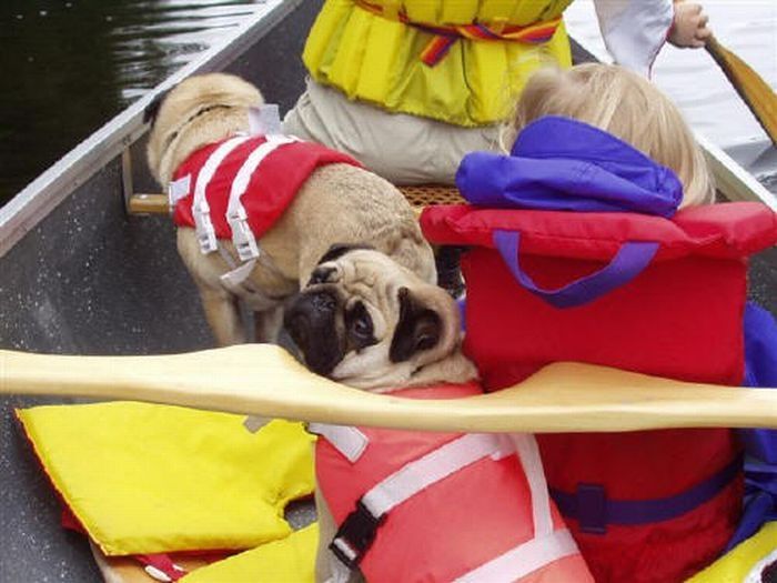 pug in life jacket