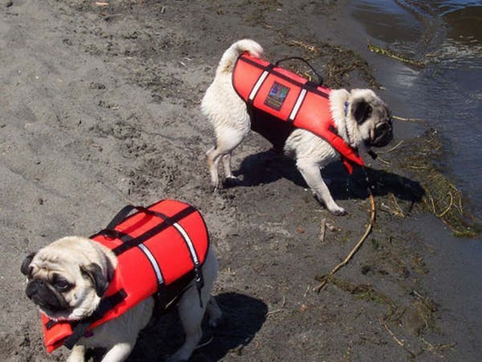 pug in life jacket