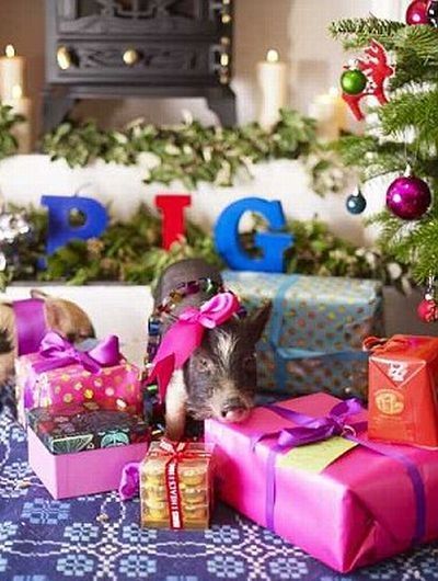 miniature pigs during christmas