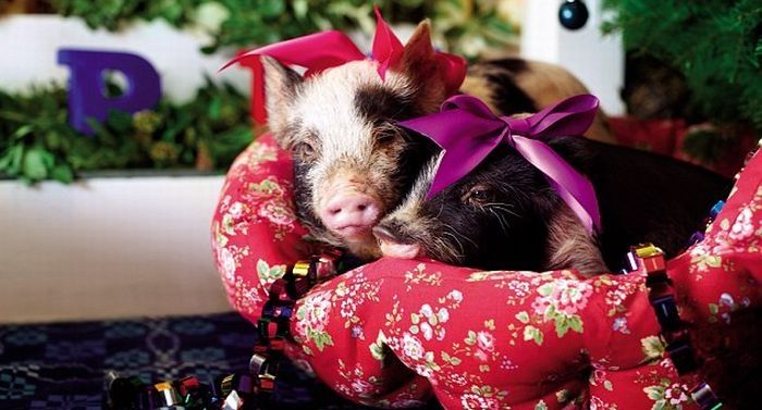 miniature pigs during christmas