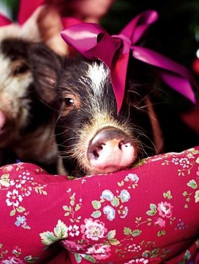 miniature pigs during christmas