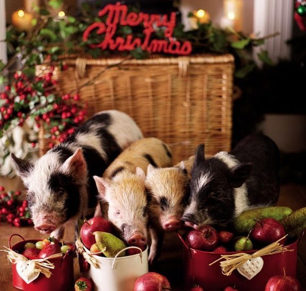 miniature pigs during christmas