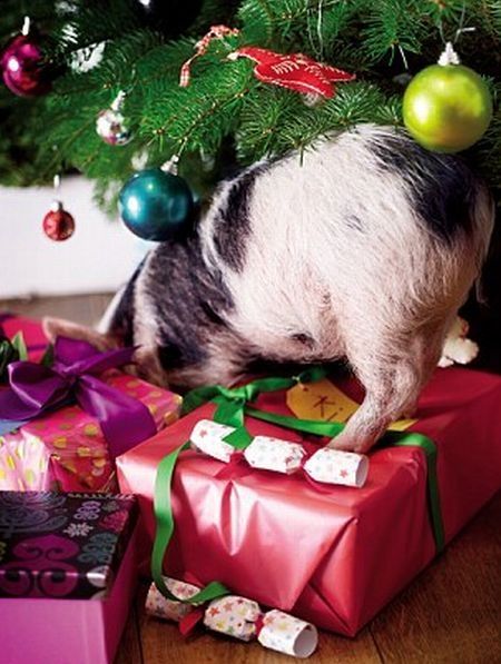 miniature pigs during christmas