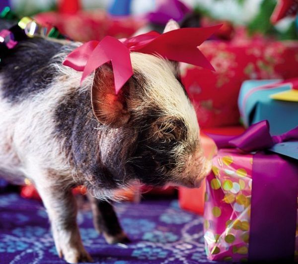 miniature pigs during christmas