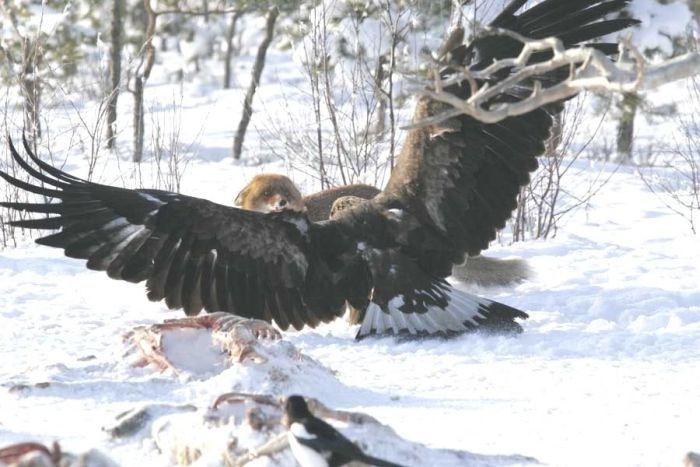 eagle against a fox