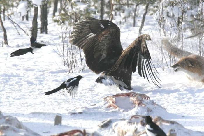 eagle against a fox