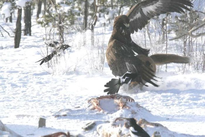 eagle against a fox