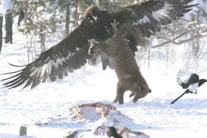eagle against a fox