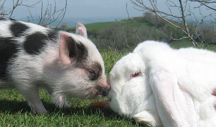 miniature pig and a rabbit