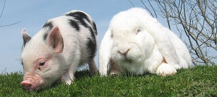 miniature pig and a rabbit