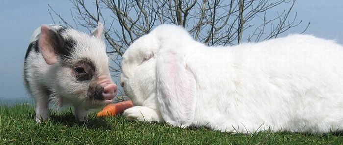 miniature pig and a rabbit