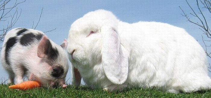 miniature pig and a rabbit