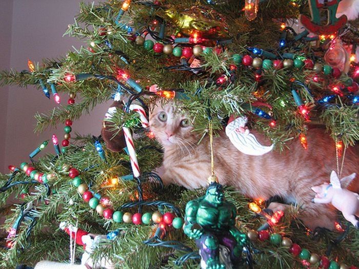 cat in a christmas tree