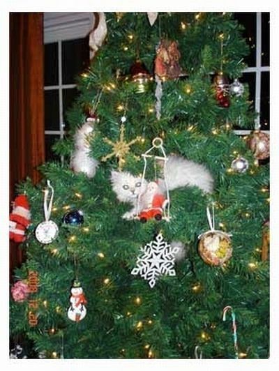 cat in a christmas tree