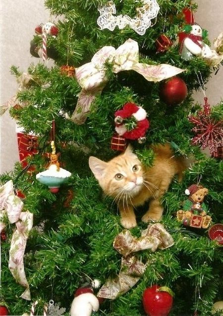 cat in a christmas tree