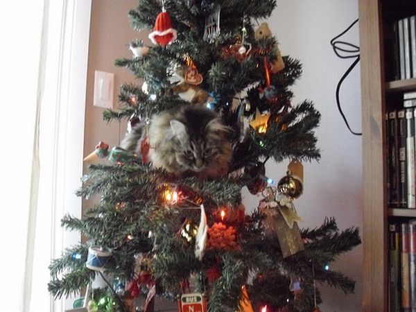 cat in a christmas tree