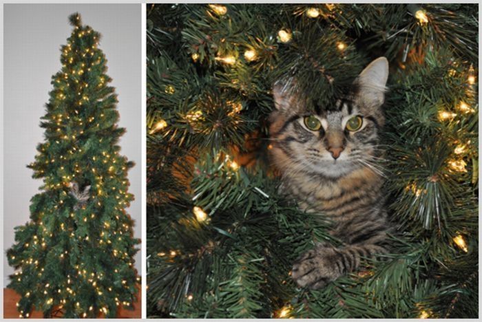 cat in a christmas tree