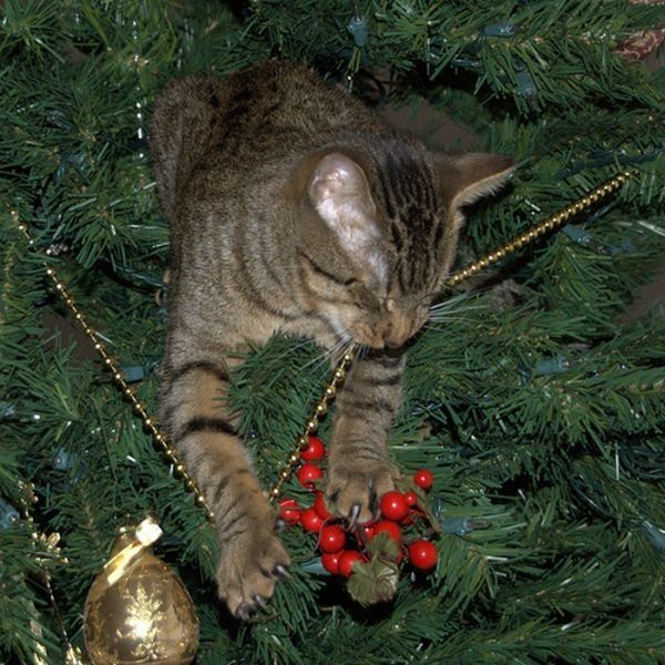 cat in a christmas tree