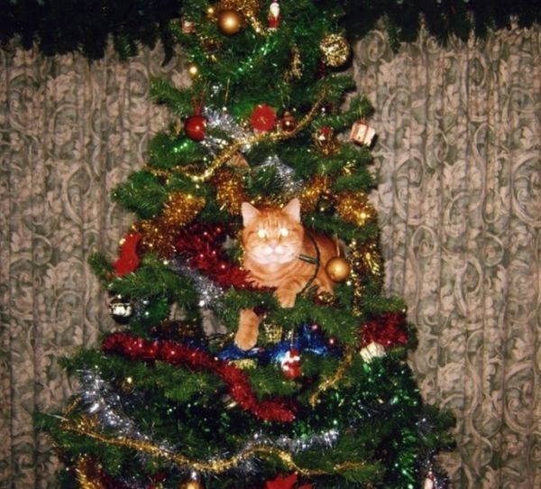 cat in a christmas tree