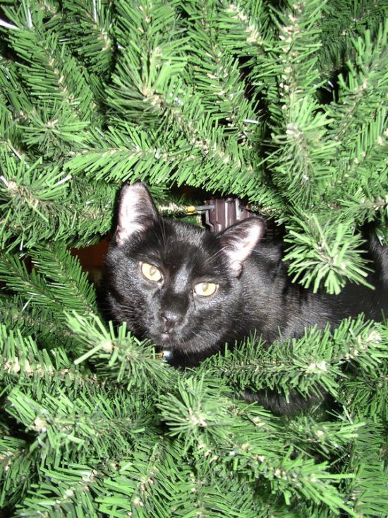 cat in a christmas tree