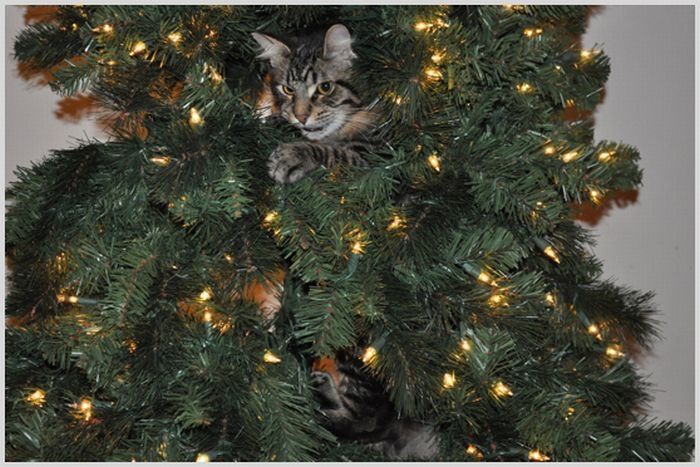 cat in a christmas tree