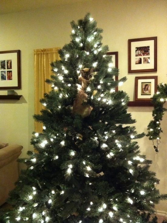 cat in a christmas tree