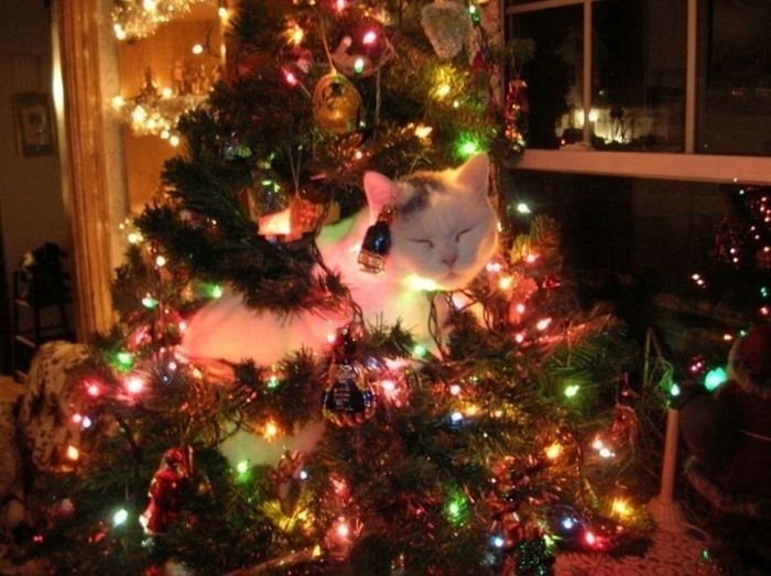 cat in a christmas tree