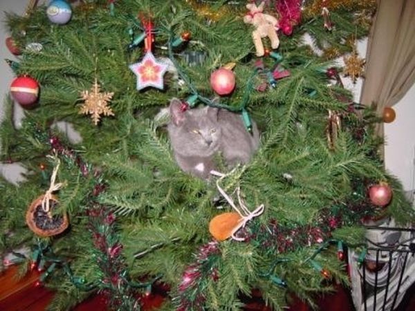 cat in a christmas tree