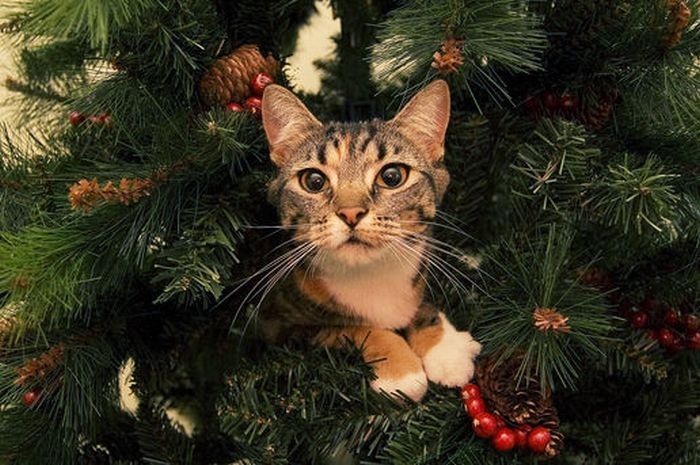 cat in a christmas tree