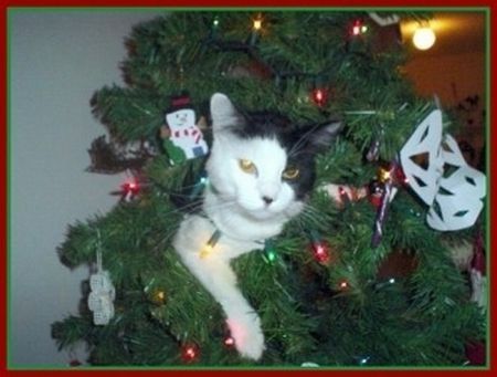 cat in a christmas tree