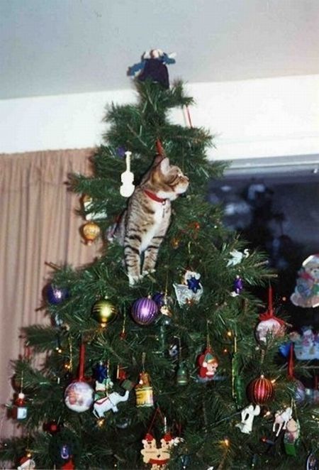 cat in a christmas tree