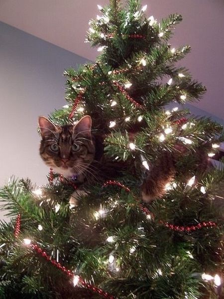 cat in a christmas tree