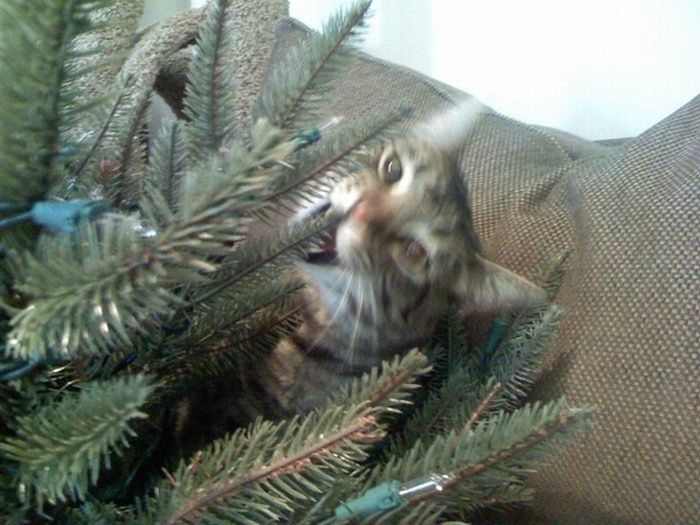 cat in a christmas tree