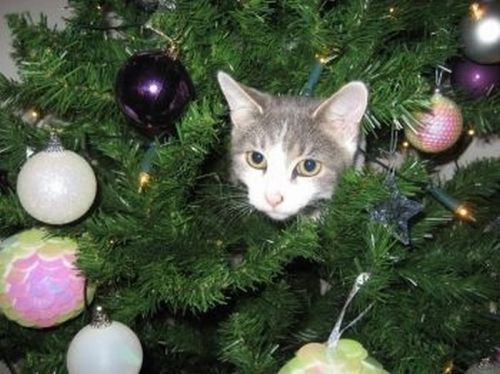 cat in a christmas tree