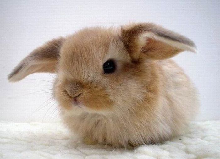 cute bunny rabbit