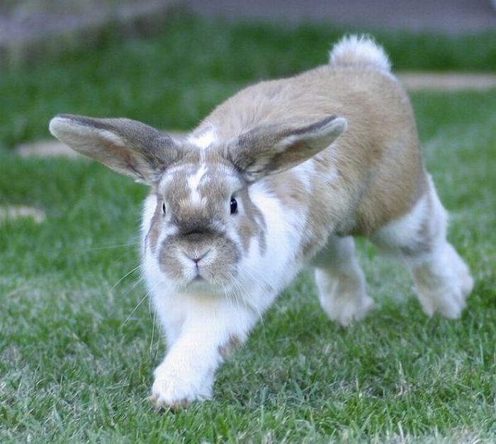 cute bunny rabbit