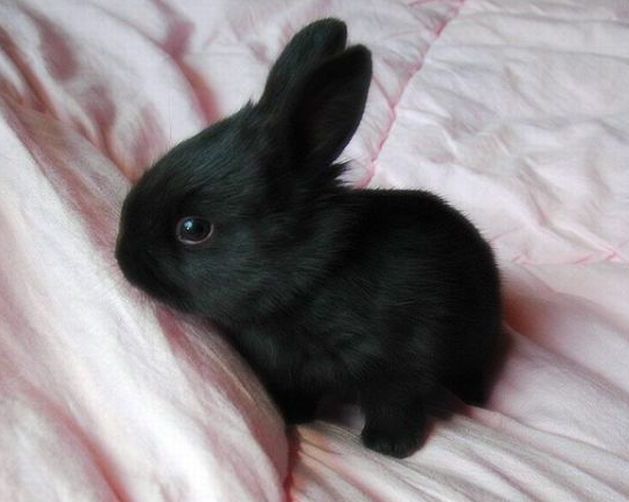 cute bunny rabbit