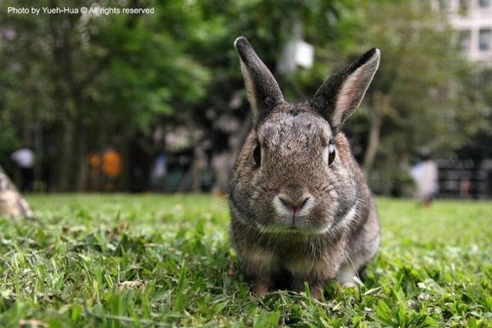 cute bunny rabbit