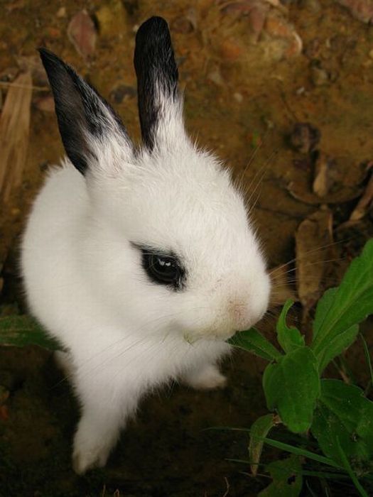 cute bunny rabbit