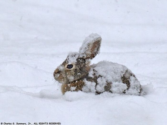 cute bunny rabbit