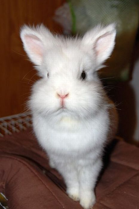 cute bunny rabbit