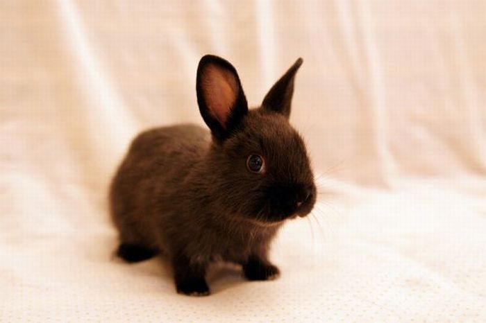 cute bunny rabbit