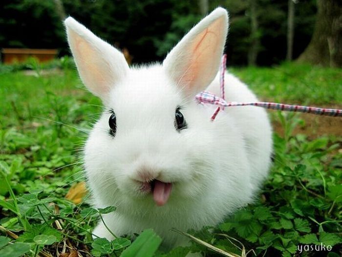 cute bunny rabbit