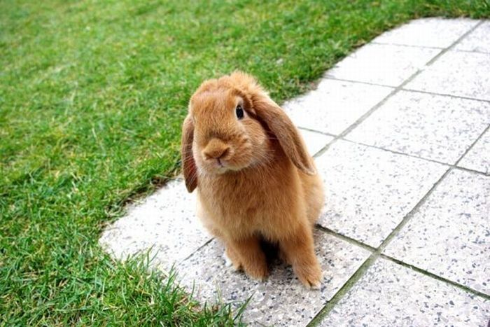 cute bunny rabbit