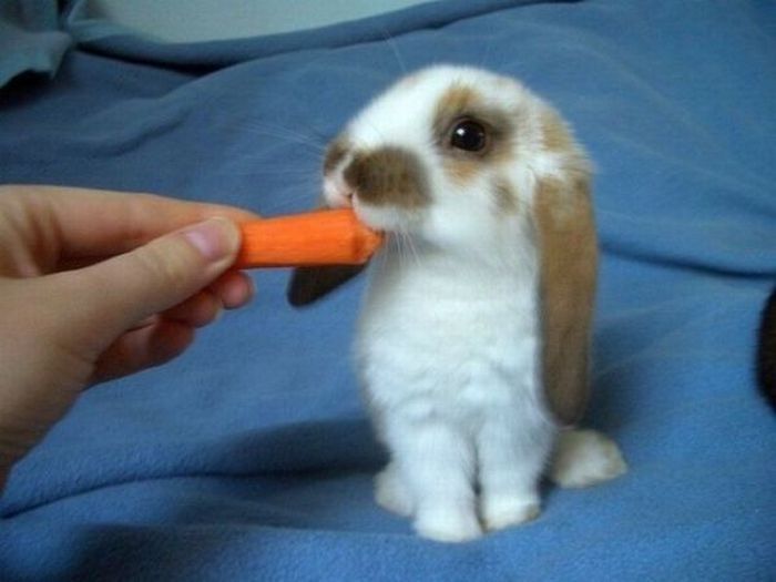 cute bunny rabbit