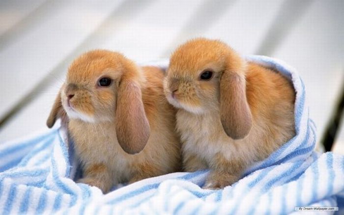 cute bunny rabbit