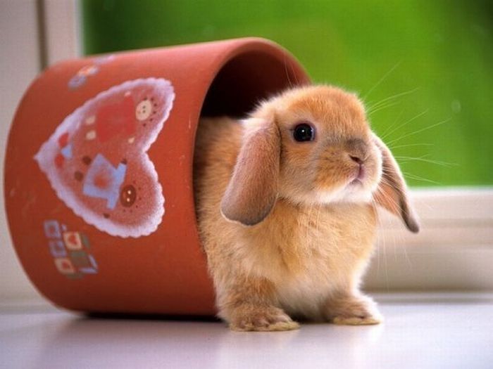 cute bunny rabbit