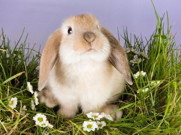 cute bunny rabbit